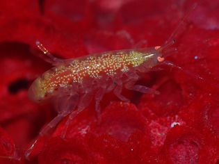 Saltwater copepod