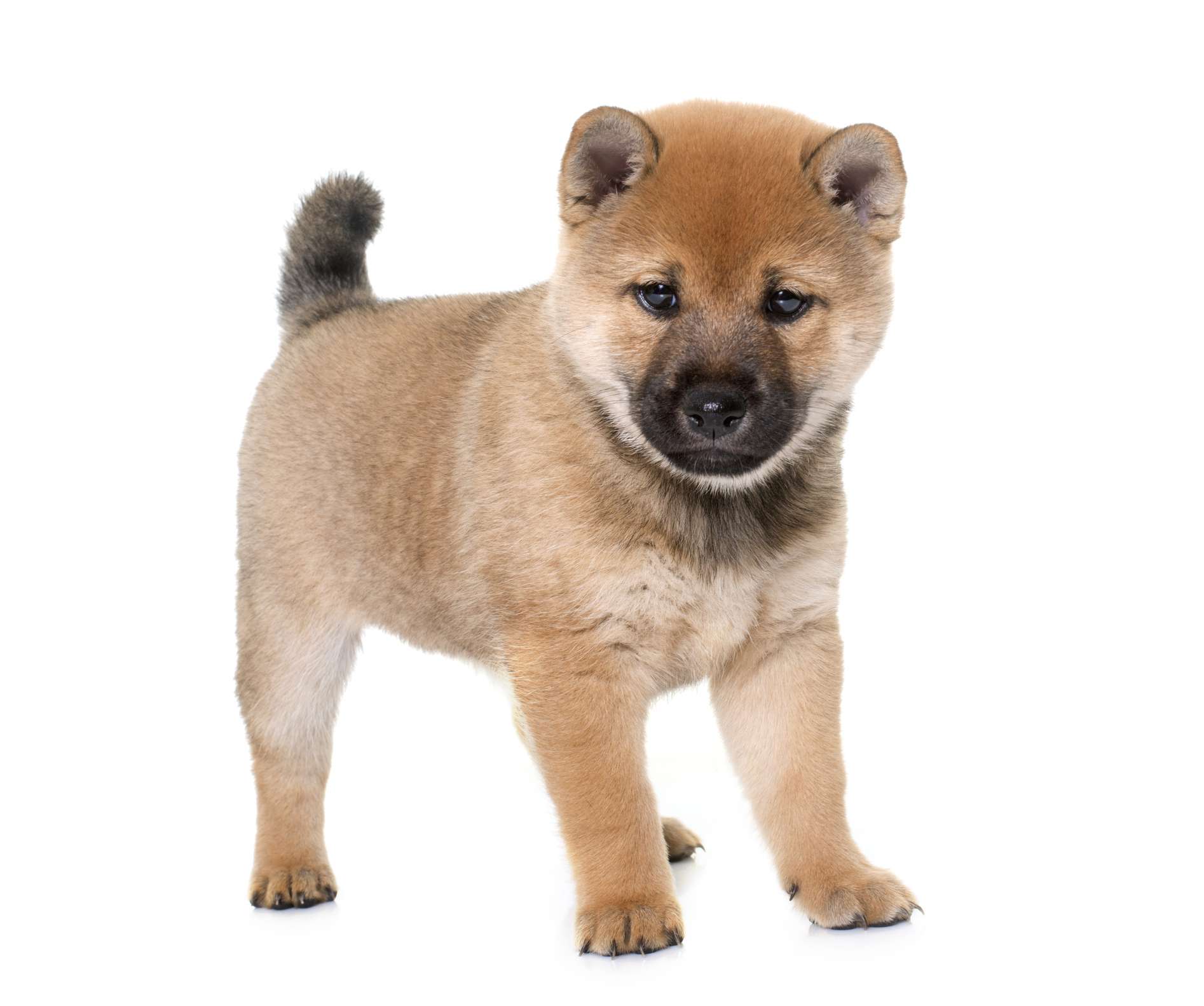 红柴犬小狗