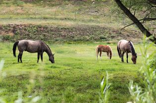 Three horses eating outside from a fenced-in grass pasture