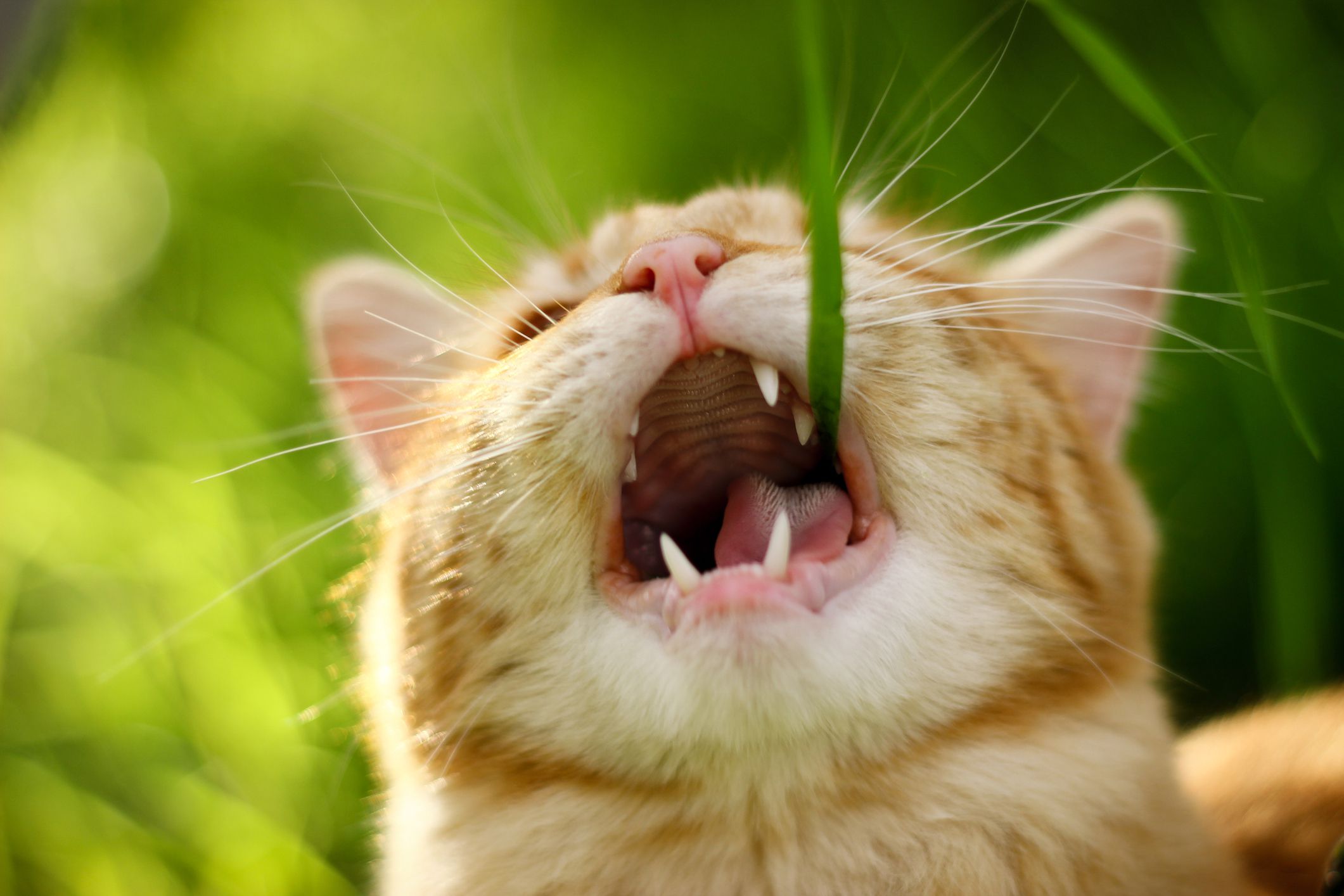 姜黄色的猫在外面吃草。