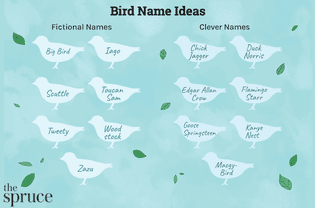 Bird Name Ideas