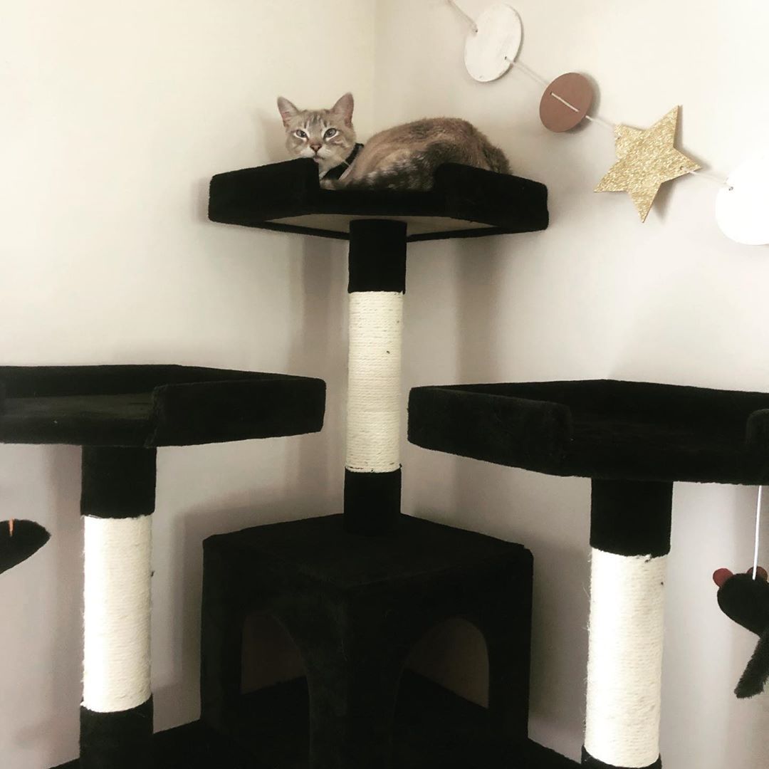一只猫坐在现代猫树上。