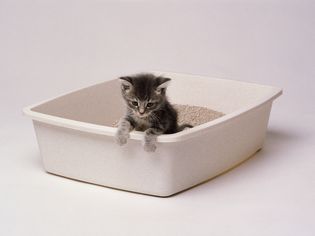 灰斑猫在砂盆与白色背景