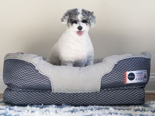 BarksBar舒适睡眠骨科狗床