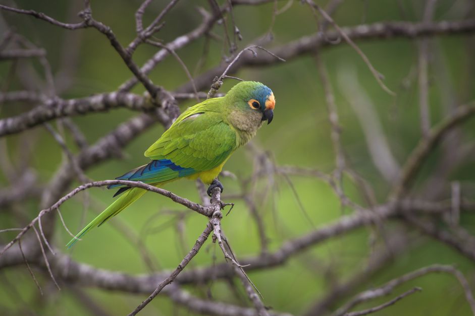 Illiger's Macaws