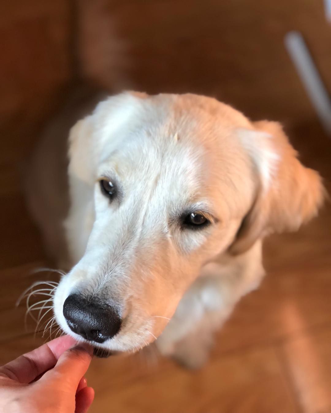 A dog eating a heartworm pill