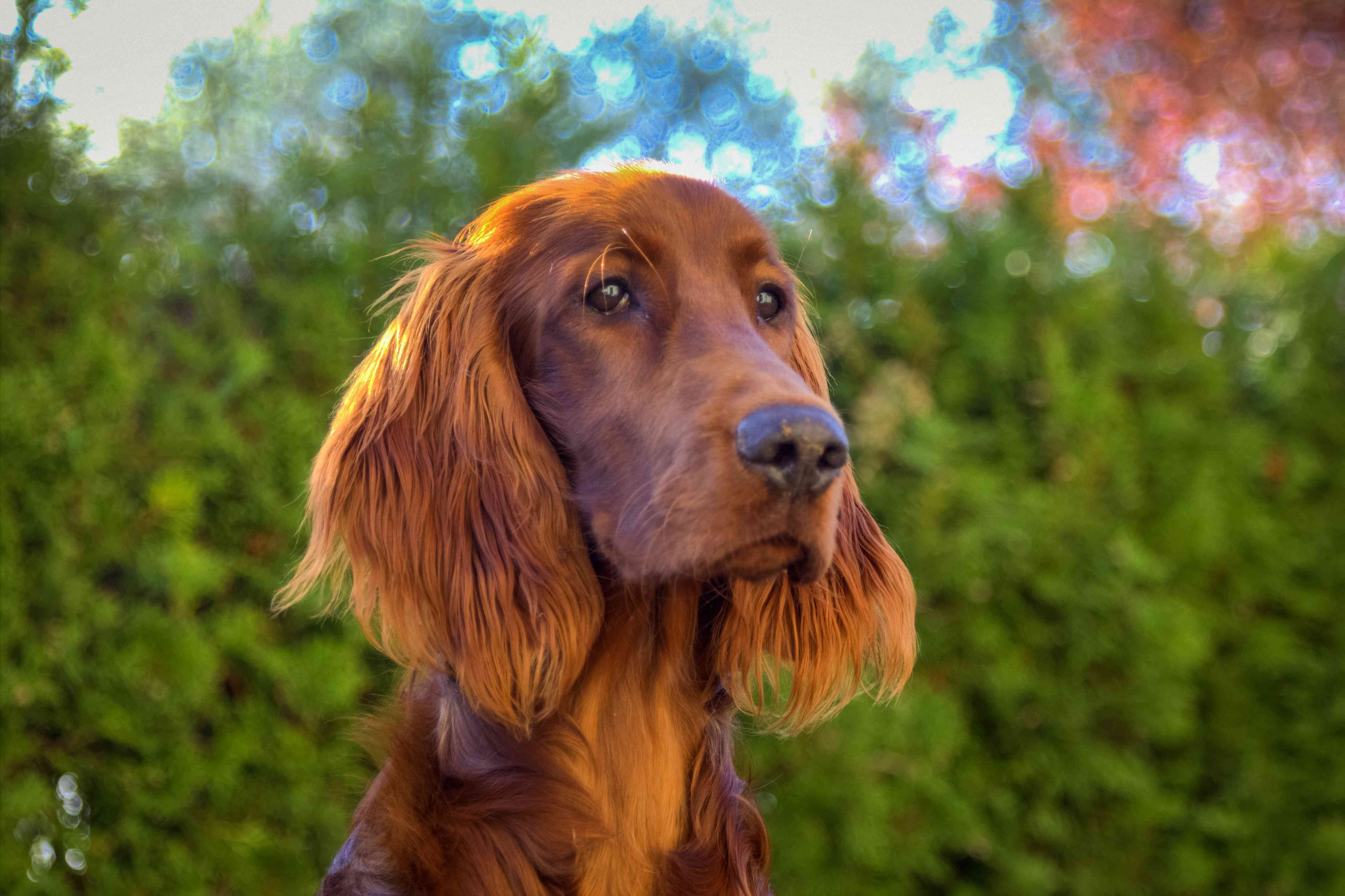 爱尔兰塞特犬在外面被爆头