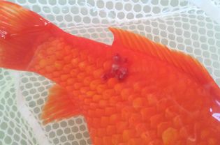 Bruising and scale loss secondary to fish flashing