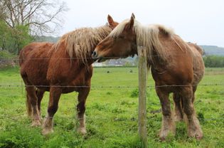 Two Percheron horses in a pasture
