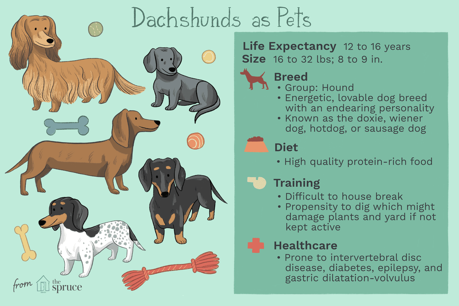 腊肠犬作为宠物的插图