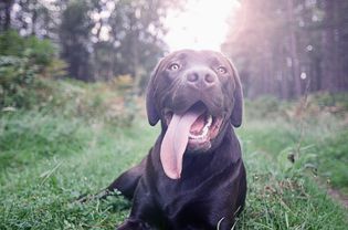 UK, England, Suffolk, Thetford Forest, Dog panting on grass
