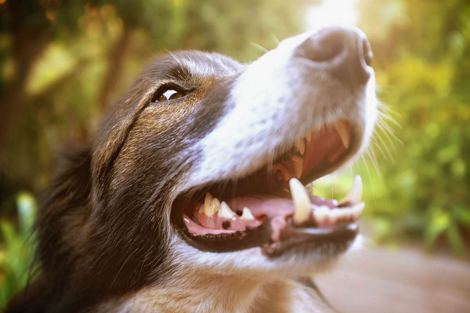 博德牧羊犬的头肩肖像