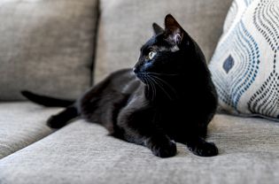 黑猫坐在灰色沙发上，望着别处