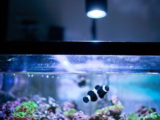 Black and white clownfish in marine aquarium
