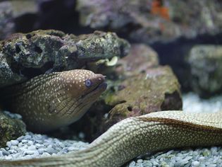 Eel