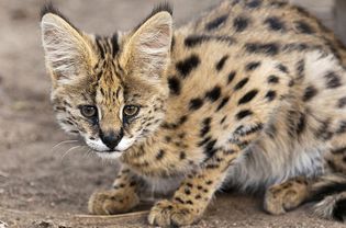 Close-up of a Serval