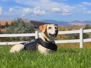 K-9警犬