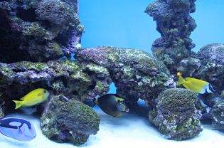 盐水水族馆