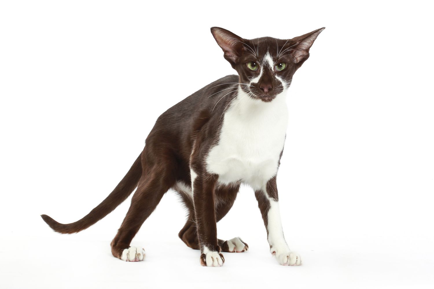 黑白相间的东方短毛猫