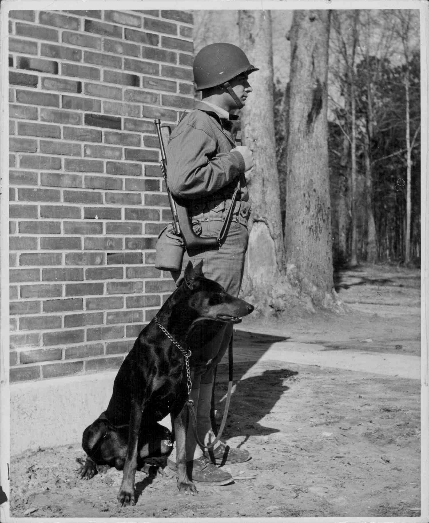 列兵“Jan”，一只征募的杜宾犬，大约在1941-1945年二战期间在美国北卡罗来纳州的海军陆战队勒琼基地接受训练。