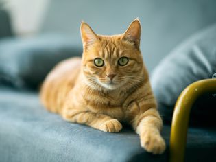 一只橙色的猫，绿眼睛躺在一张蓝绿色的椅子上