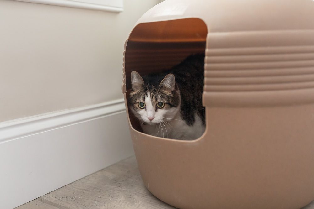 棕色和白色的猫坐在猫砂盆里