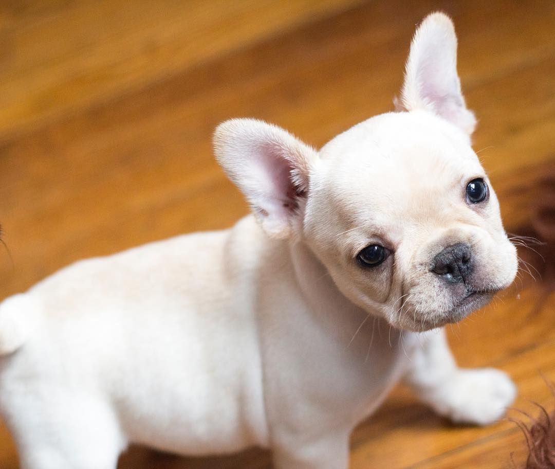 一只法国斗牛犬幼犬。