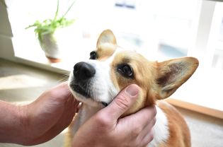 威尔士柯基犬的头被举起来治疗眼睛发红发痒