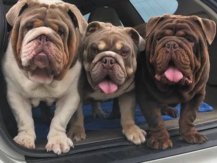 可爱的斗牛犬
