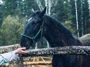 Horse sniffing hand