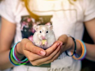 宠物仓鼠
