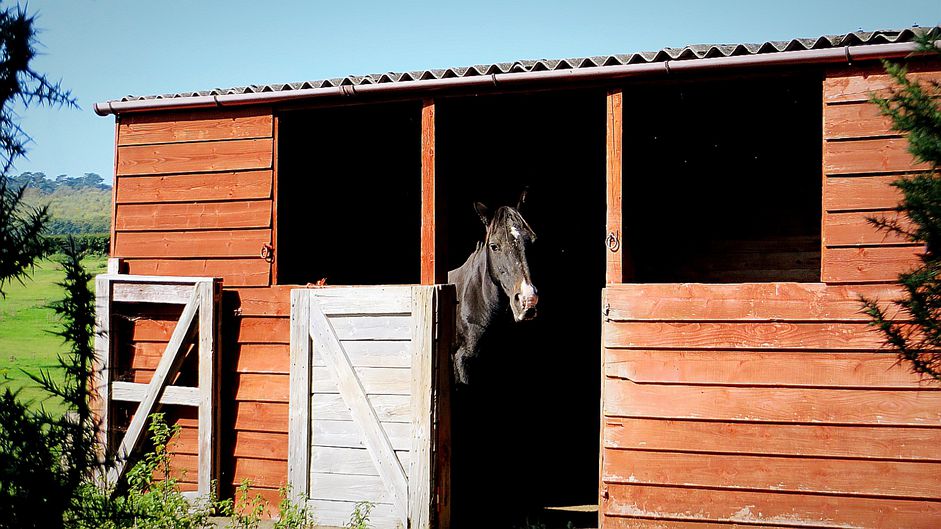 Horse standing in shelter with door open