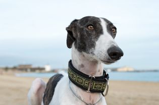 海滩上的西班牙Galgo