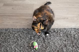 Orange and black cat behind a green toy mouse on gray rug