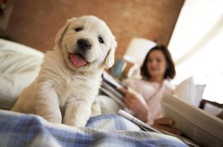 金毛幼犬