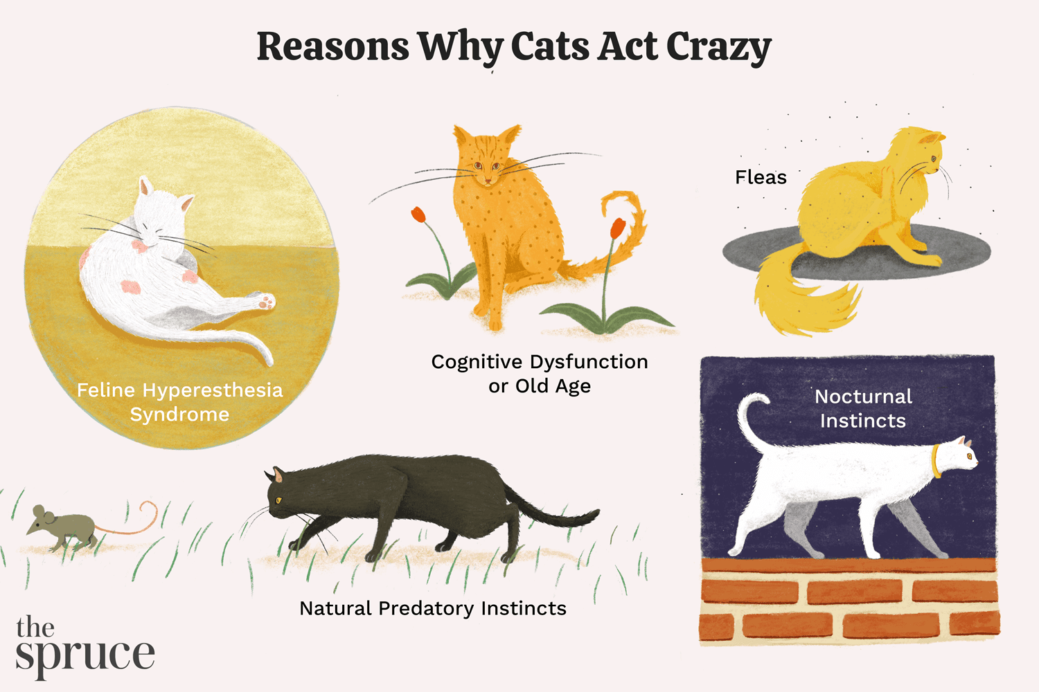 Reasons Why Cats Act Crazy