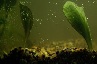 水族箱中的气泡