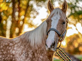 A Beautiful Gold And White Spotted Palomino Quarter Horse