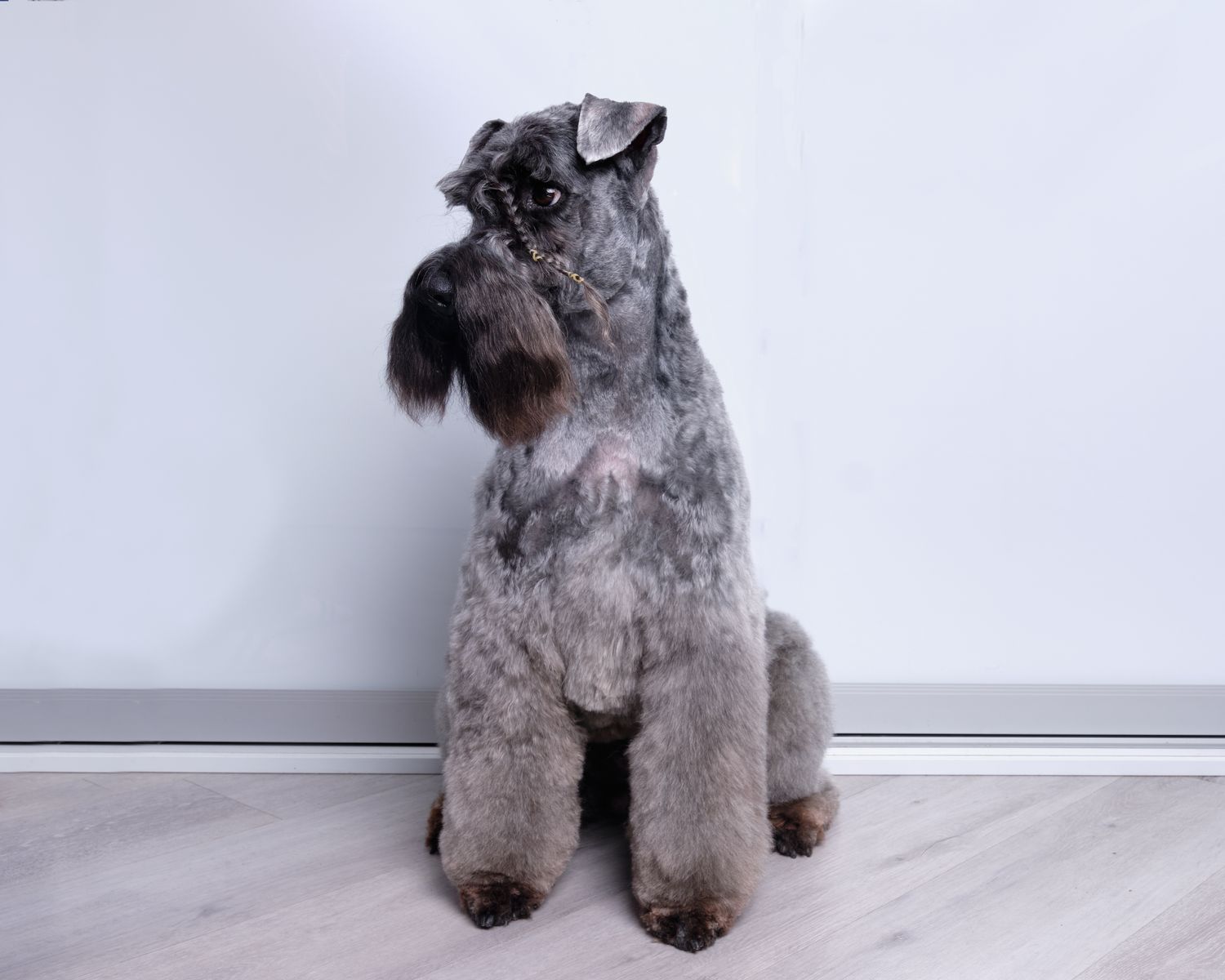 凯瑞蓝梗秀犬在梳理后展示他的发型。品种代表