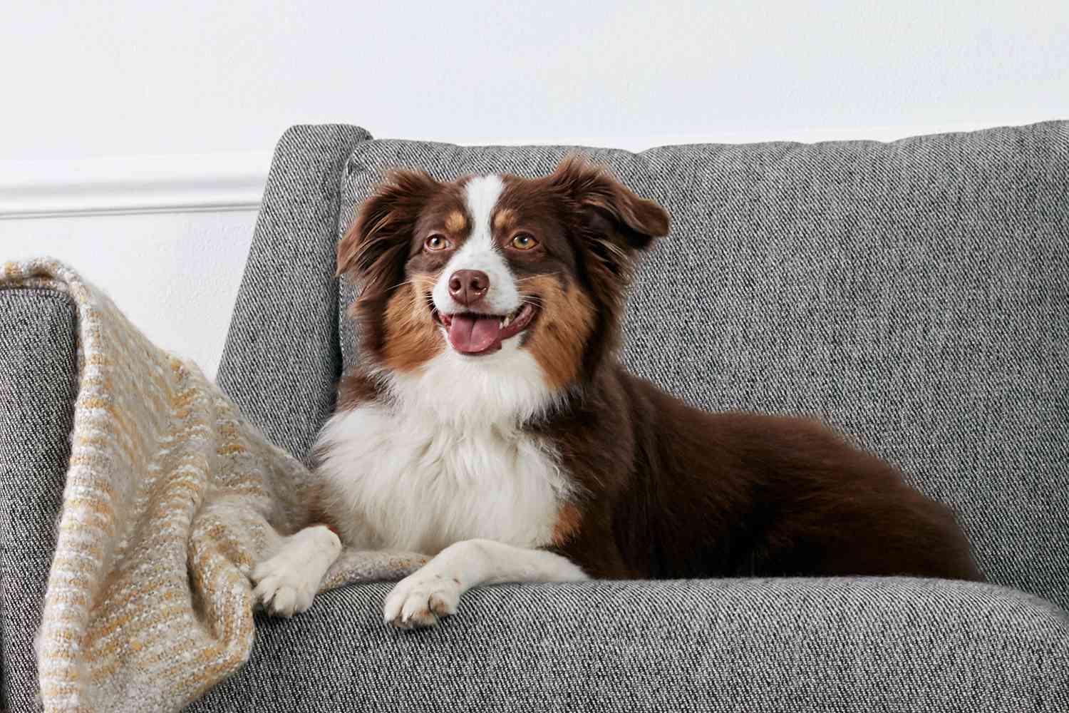 一只澳大利亚牧羊犬在沙发上