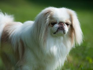 日本犬