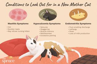 Conditions to Look Out for in a New Mother Cat
