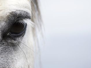 Horse eye