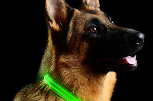 Metal Buckle LED Dog Collar