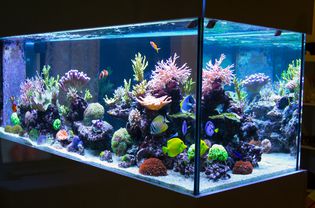 由LED灯动态照明的水族馆