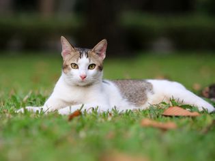 一岁的小猫躺在公园里，越南
