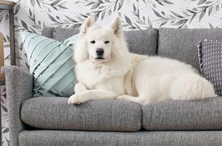 沙发上的一只萨摩耶犬