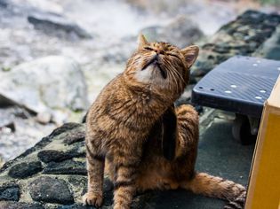 Close-Up Of Cat Sitting Outdoors
