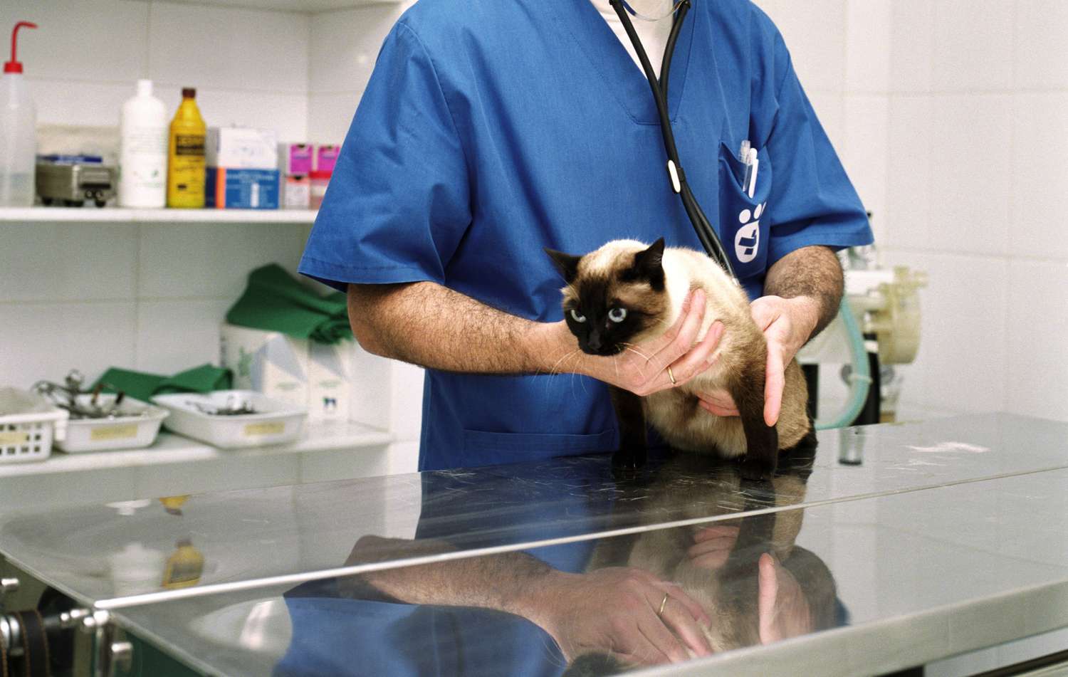 猫咪正在接受兽医的检查