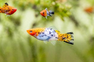 橙色和白色的黑斑鱼在水族馆游泳